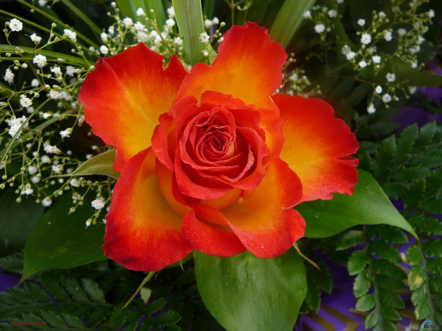 Обои картинки фото цветы, розы