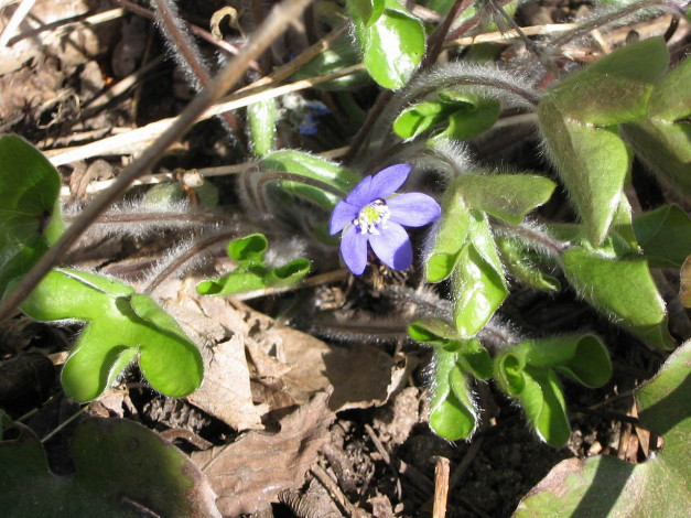 Обои картинки фото цветы, ветреницы, печёночницы