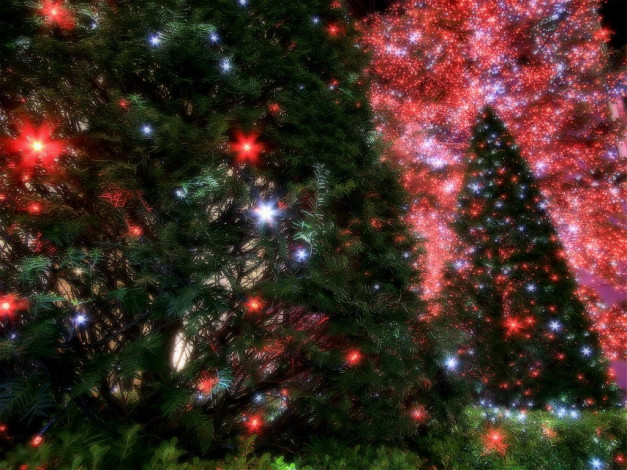 Обои картинки фото праздничные, Ёлки