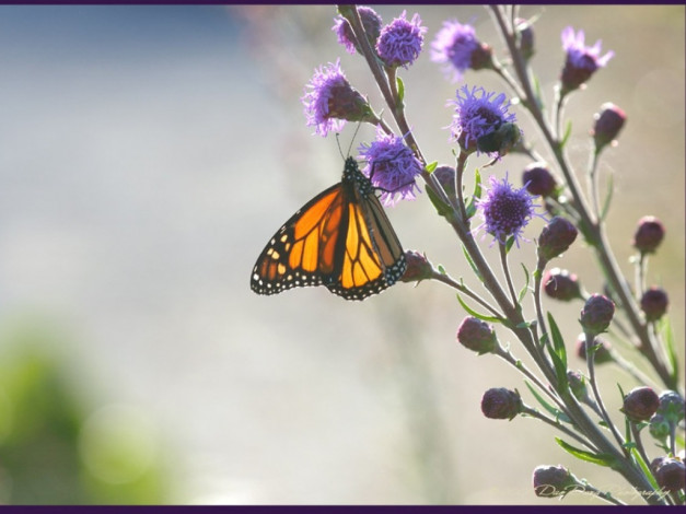 Обои картинки фото животные, бабочки