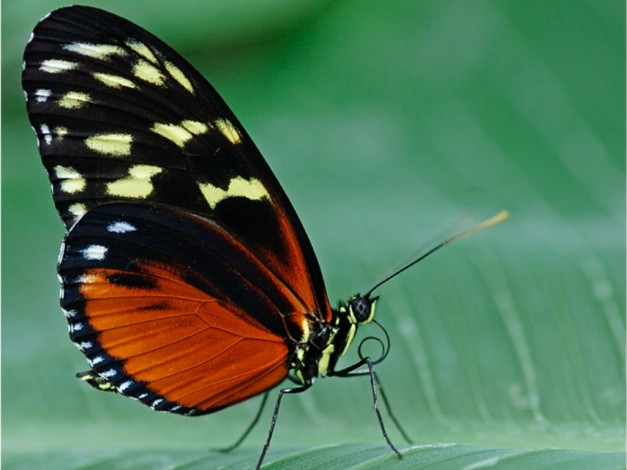 Обои картинки фото животные, бабочки