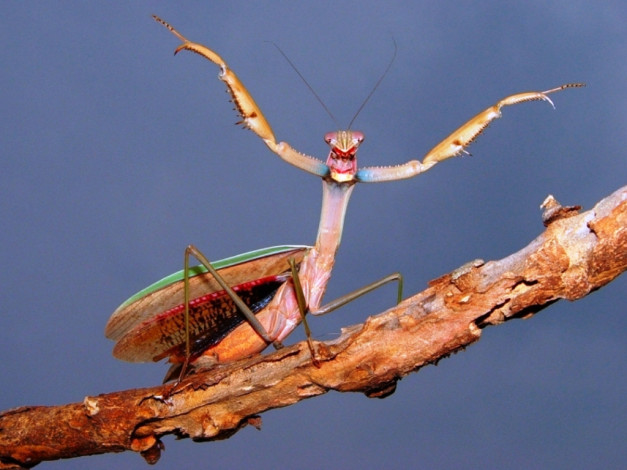 Обои картинки фото животные, богомолы