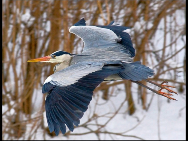 Обои картинки фото животные, цапли