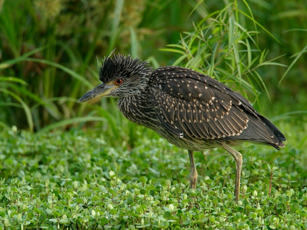 Обои картинки фото животные, цапли