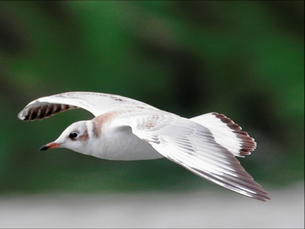 Обои картинки фото животные, Чайки, бакланы, крачки