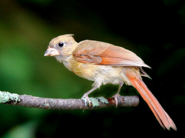 Обои картинки фото животные, кардиналы