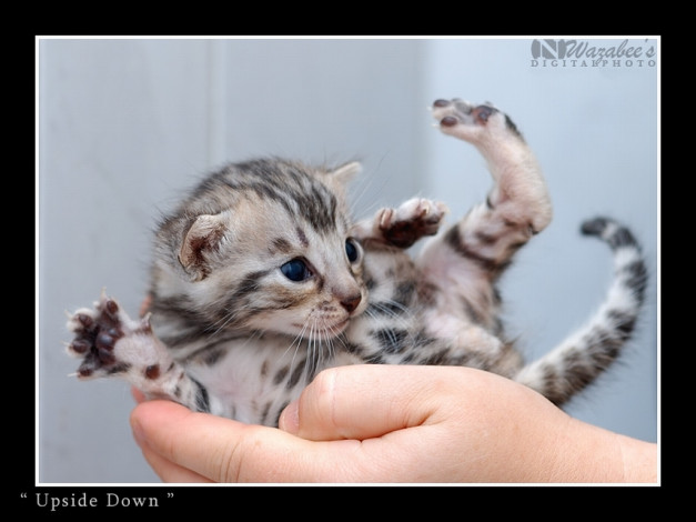 Обои картинки фото животные, коты