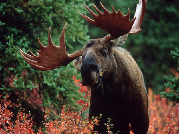 Обои картинки фото животные, лоси