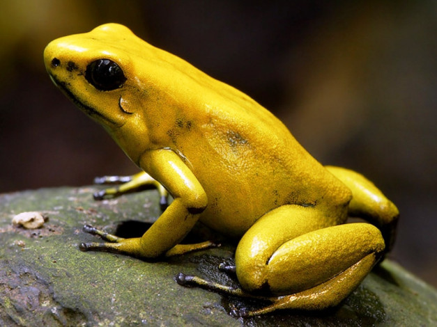 Обои картинки фото животные, лягушки