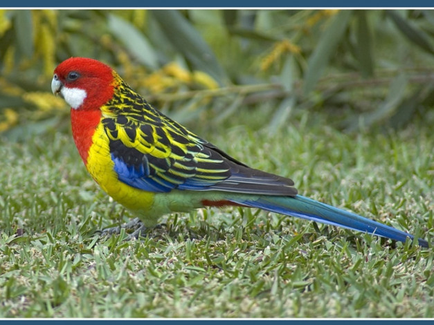 Обои картинки фото животные, попугаи