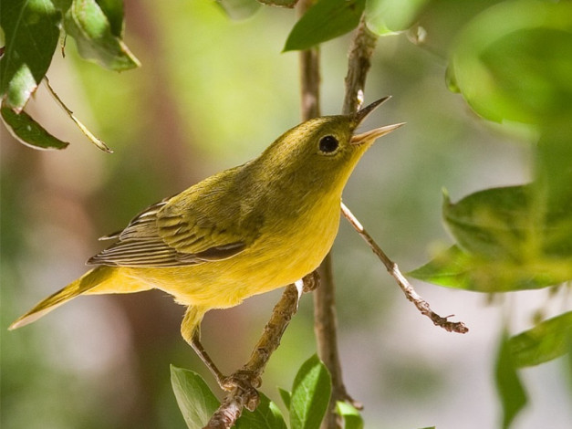 Обои картинки фото животные, птицы