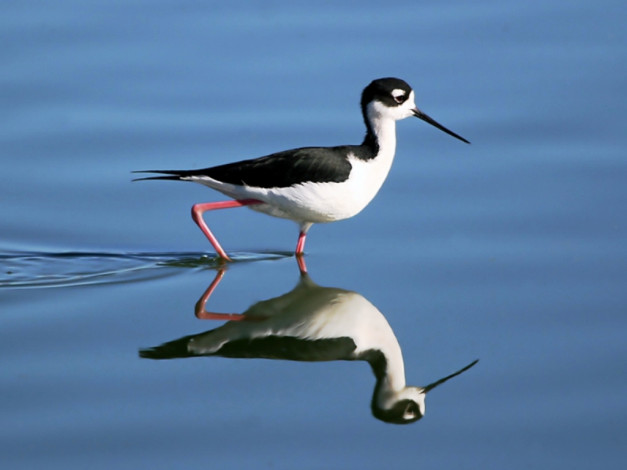 Обои картинки фото животные, птицы