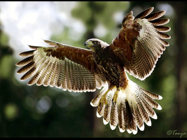 Обои картинки фото животные, птицы, хищники