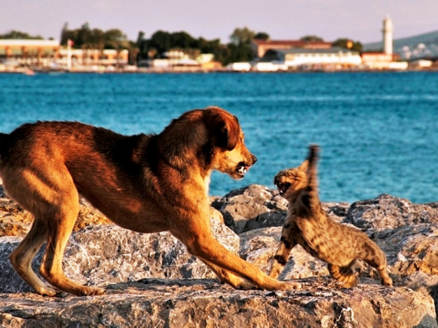 Обои картинки фото животные, разные, вместе