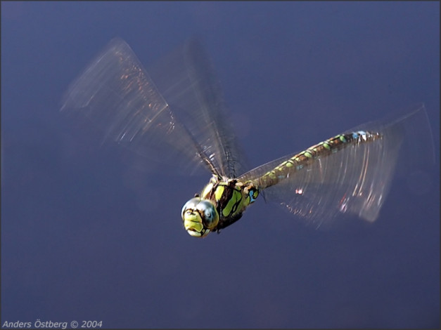 Обои картинки фото животные, стрекозы