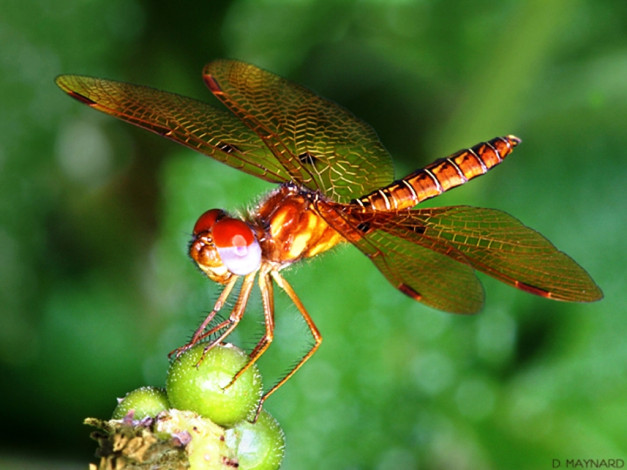 Обои картинки фото животные, стрекозы