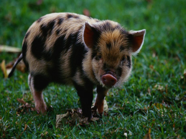 Обои картинки фото животные, свиньи, кабаны