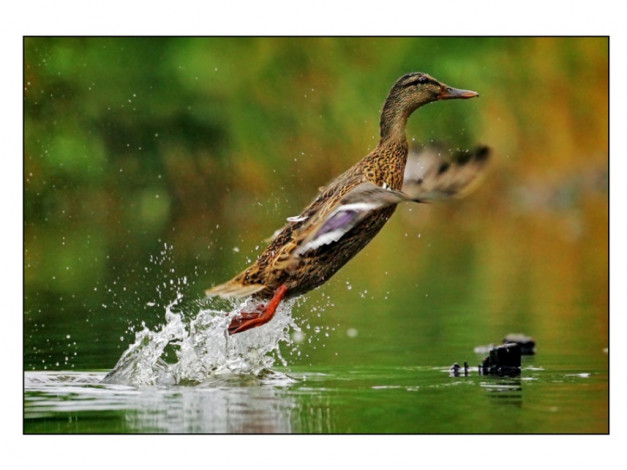 Обои картинки фото животные, утки