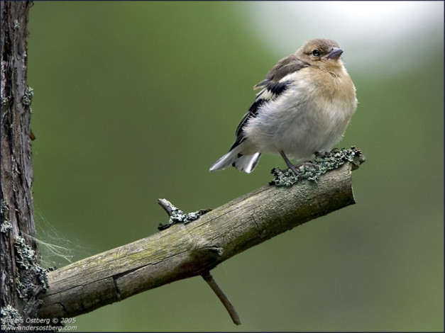 Обои картинки фото животные, воробьи