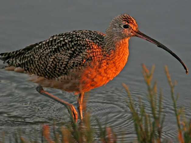 Обои картинки фото животные, птицы