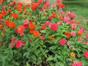 Картинка цветы цинния