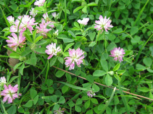 Картинка цветы луговые полевые