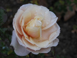 Картинка цветы розы