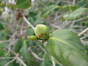 Картинка природа макро