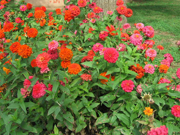 Обои картинки фото цветы, цинния