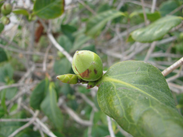 Обои картинки фото природа, макро