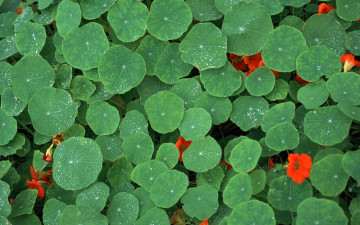 Картинка цветы настурции