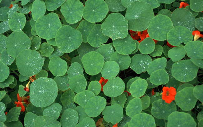 Обои картинки фото цветы, настурции