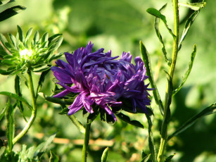 Картинка цветы астры