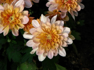 Картинка цветы хризантемы