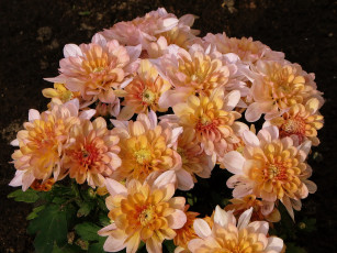 обоя цветы, хризантемы