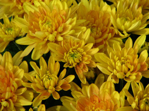 обоя цветы, хризантемы