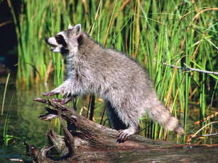 Картинка животные еноты