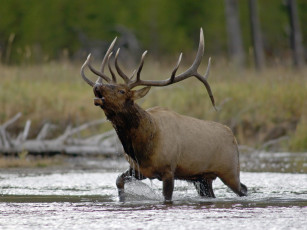 Картинка животные олени