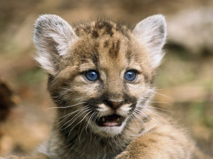 Картинка животные пумы