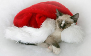 Картинка животные коты