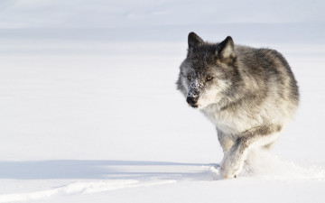 Картинка животные волки