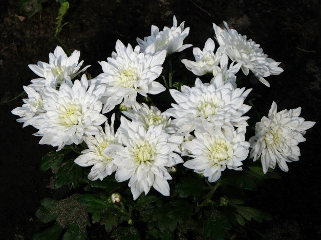 Обои картинки фото цветы, хризантемы