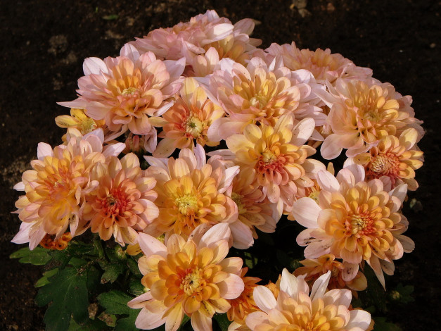 Обои картинки фото цветы, хризантемы