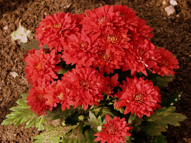 Обои картинки фото цветы, хризантемы