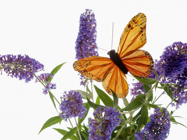 Обои картинки фото цветы, луговые, полевые