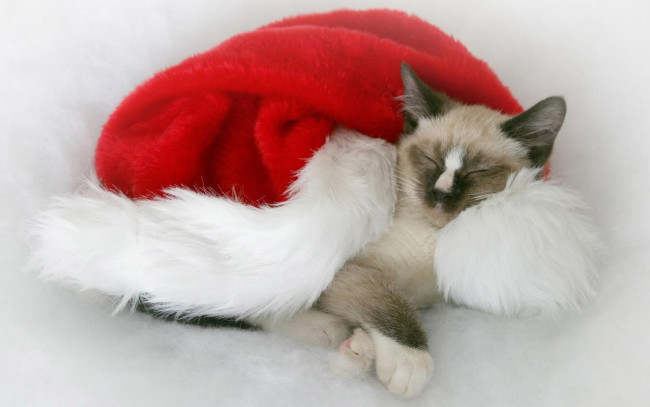 Обои картинки фото животные, коты