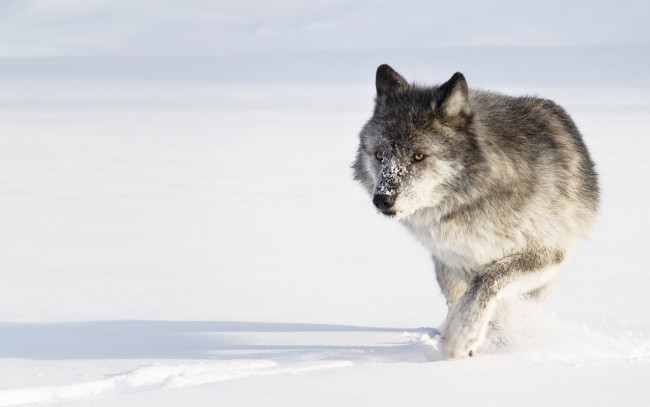 Обои картинки фото животные, волки