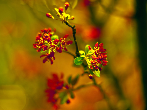 Обои картинки фото цветы, цветущие, деревья, кустарники, макро