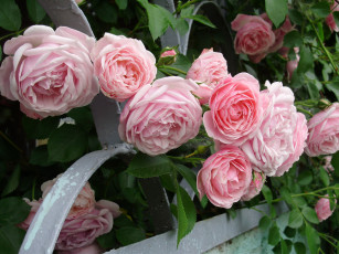 Картинка цветы розы розовый