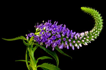 Картинка цветы немофилы вероники вероника колосистая макро